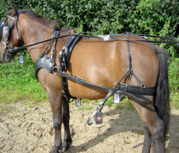Zilco SL Sportz Single Small Shetland Harness