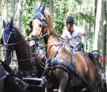 Zilco ZGB Horse Harness Single - Pair -Team 4