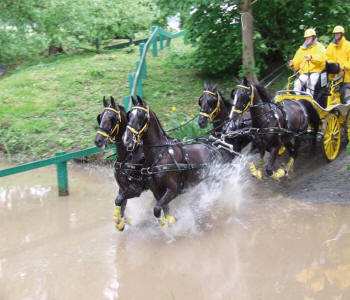 Zilco ZGB Horse Harness Single - Pair -Team 6