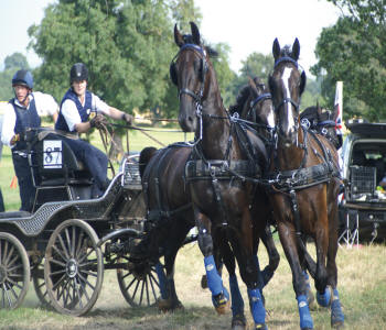 Zilco Elite Horse Harness Single - Pair - Team 5