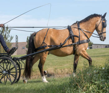 Zilco SL Plus Single Horse Harness