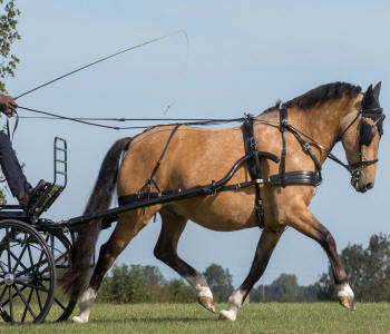 Zilco SL Plus Single Horse Harness