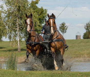 Zilco SL Plus Pair Harness 