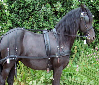 Zilco Tedex Harness Sizing Charts