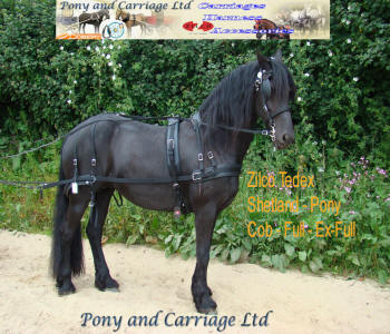 Zilco Tedex Carriage Driving Harness