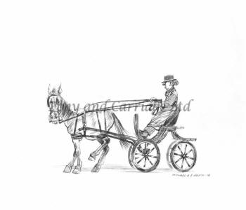 carriage driving harness too small